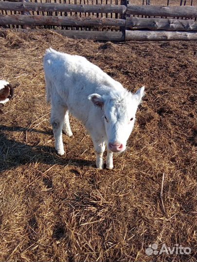 Тёлочка 2 месяца