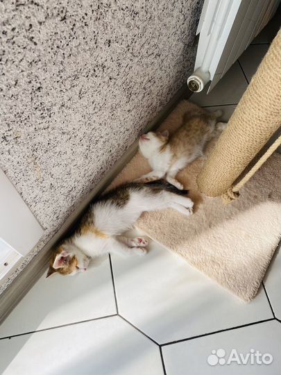 Котята в добрые руки даром