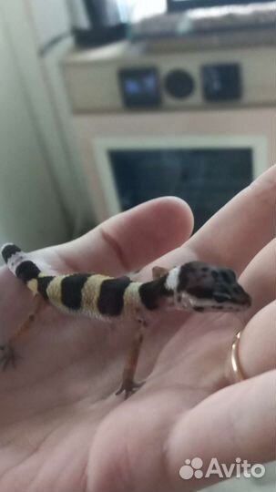 Эублефар самец