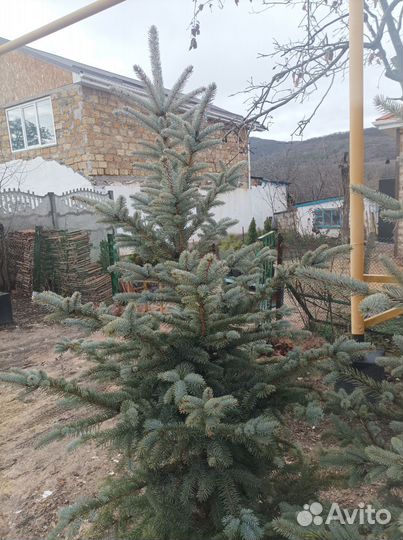 Ель голубая 1.60-1.70м