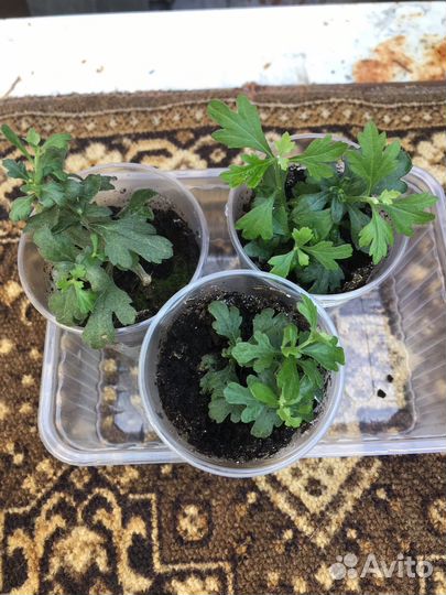 Садовые цветы