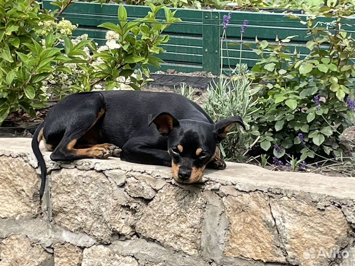 Русский той