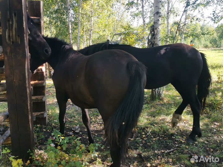 Лошади