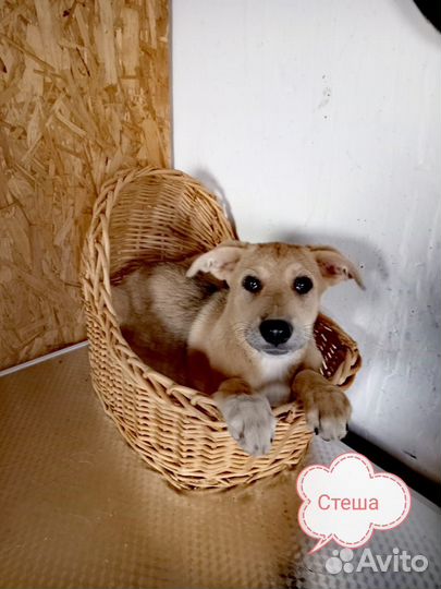 Щенок в добрые руки