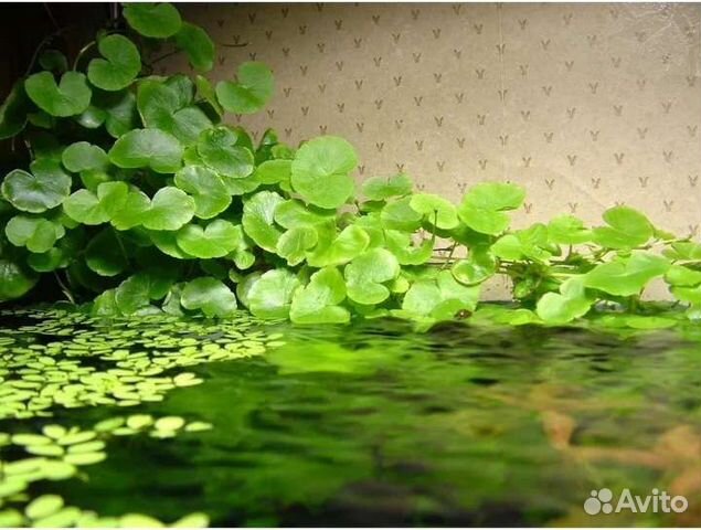 Щитолистник