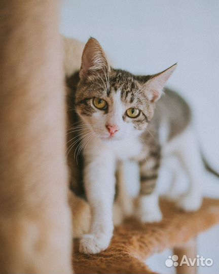 Котенок, мальчик