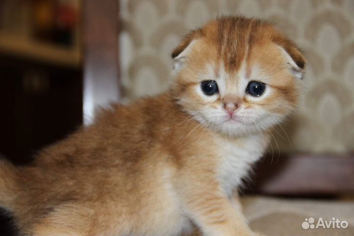 Элитный золотая шиншилла мальчик