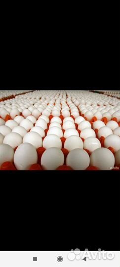 Яйцо инкубационное кур Московская черная