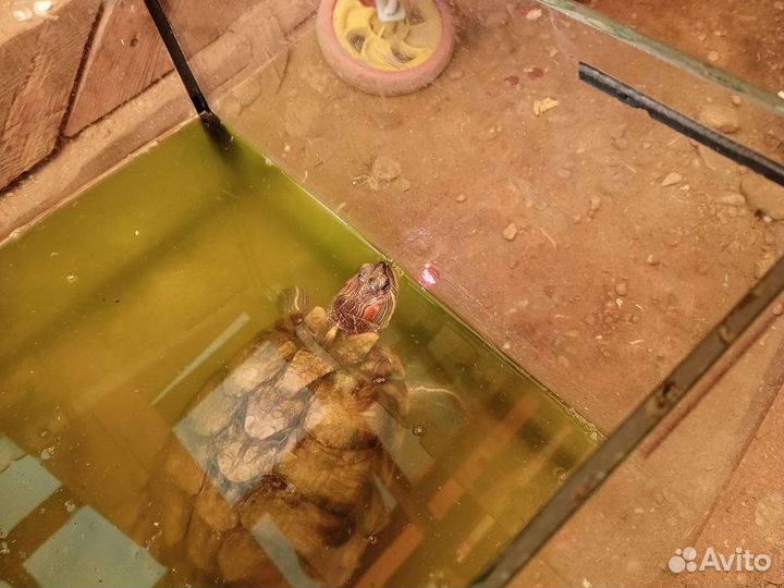 Красноухая черепаха бесплатно