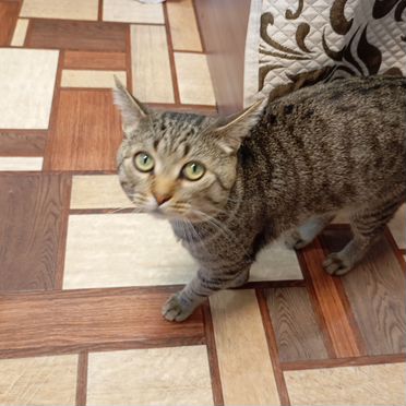 Европейский короткошёрстный, взрослый кот