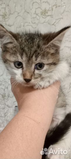 Котята мальчики