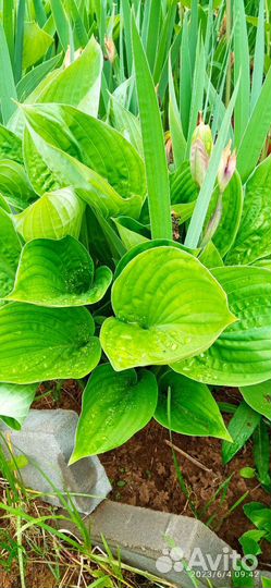 Хоста растение