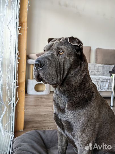 Шарпей вязка