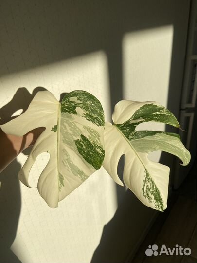 Монстера альба