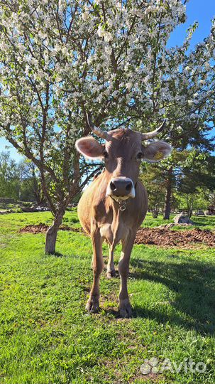 Швицкая корова 3 отела