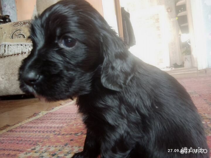 Кокер спаниель