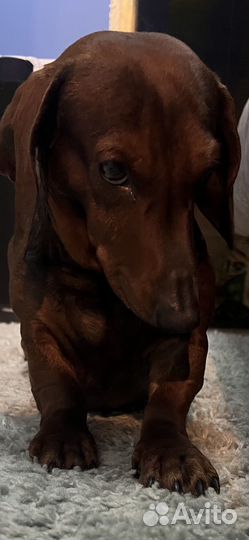 Такса Мальчик Вязка