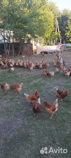Продаются куры несушки