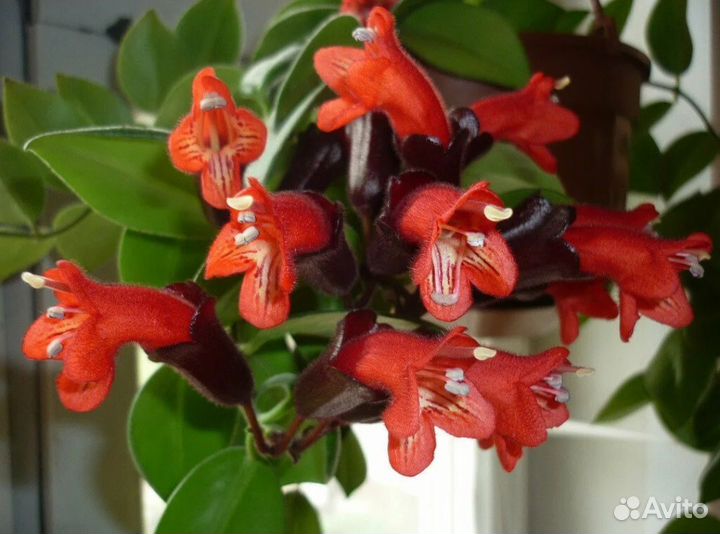 Комнатные растения цветы