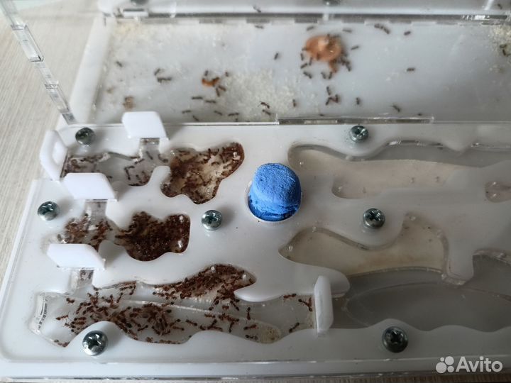 Муравьи Tetramorium bicarinatum продам