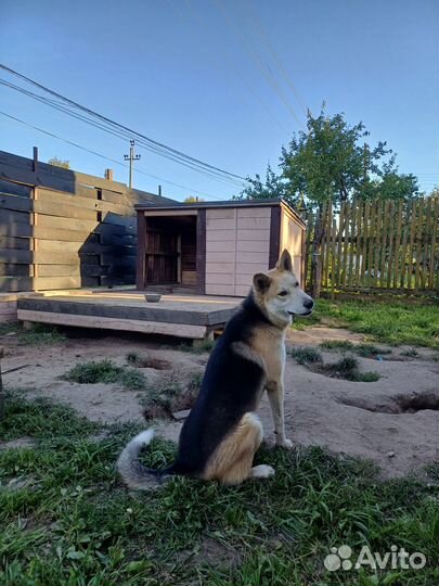 Отдам в добрые руки