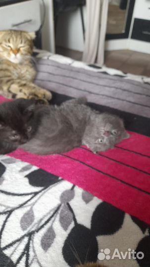 Кошка шотландская