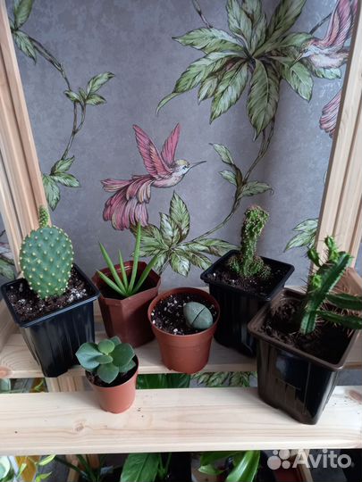 Кактусы, алое-вера