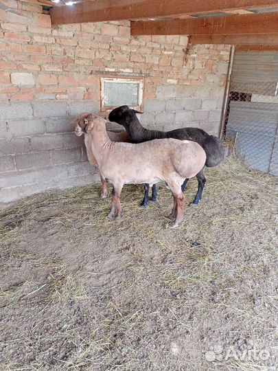 Гисарские бараны