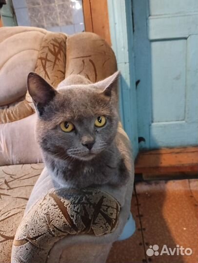 Британский кот