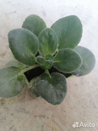 Фиалки белые