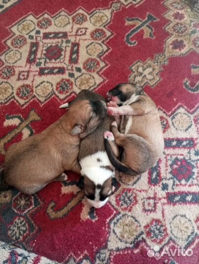 Щенки