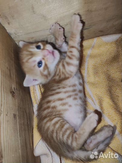 Котята ищут дом