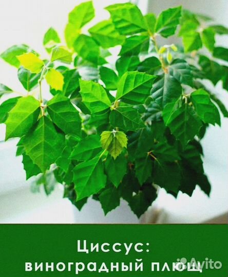 Циссус 
