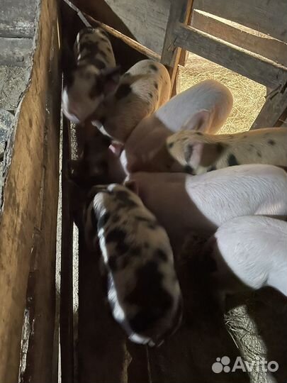 Поросята ландрас дюрок