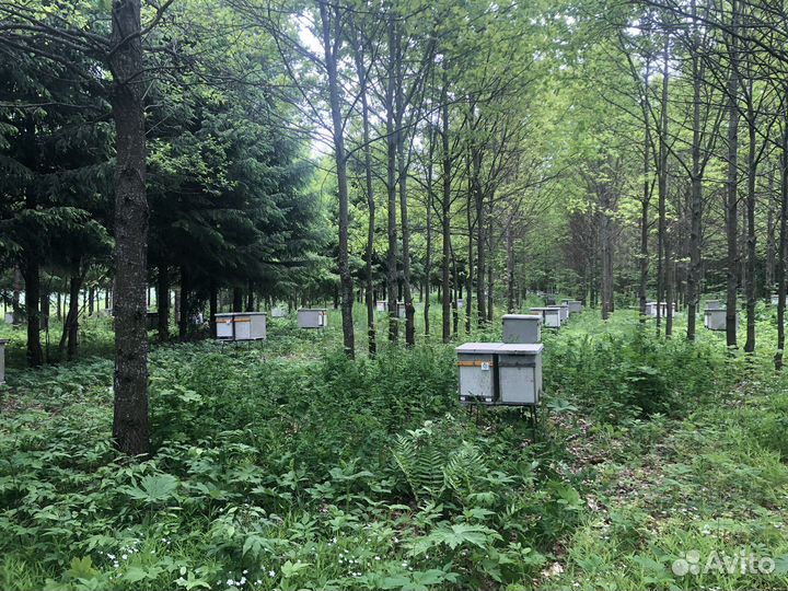 Пчеломатки среднерусской породы