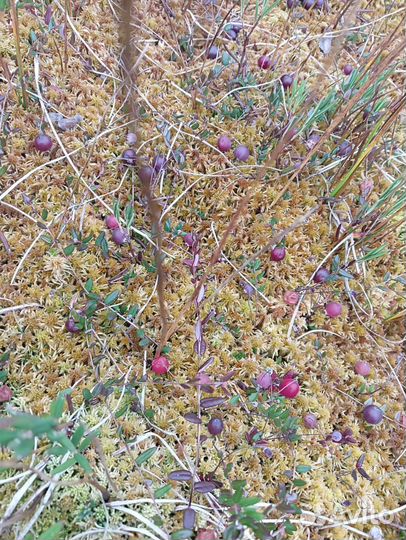 Клюква свежая