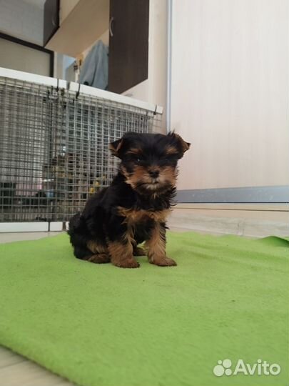 Йоркширский терьер девочка