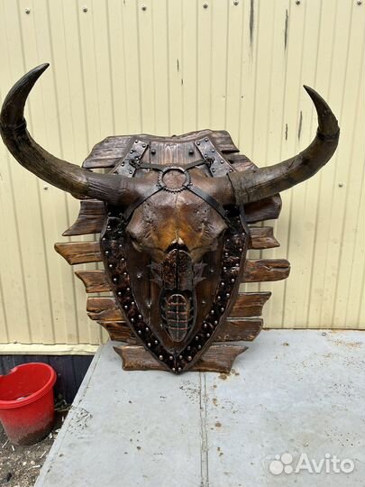 Череп доисторического бизона