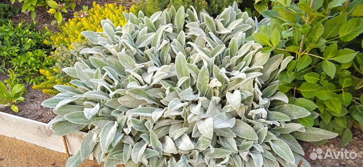 Стахис или Чистец шерстистый