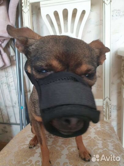 Намордник для маленьких собак