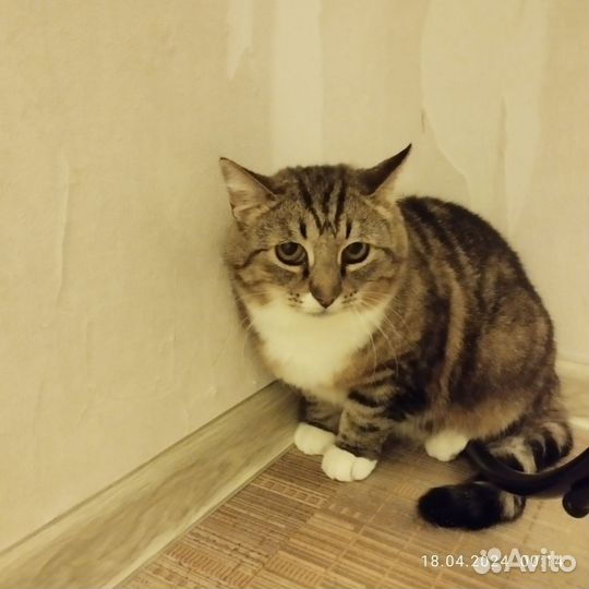 Кошечка 3 года