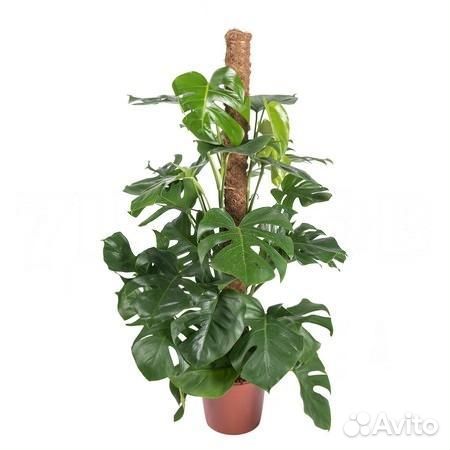 Растения для гостиной