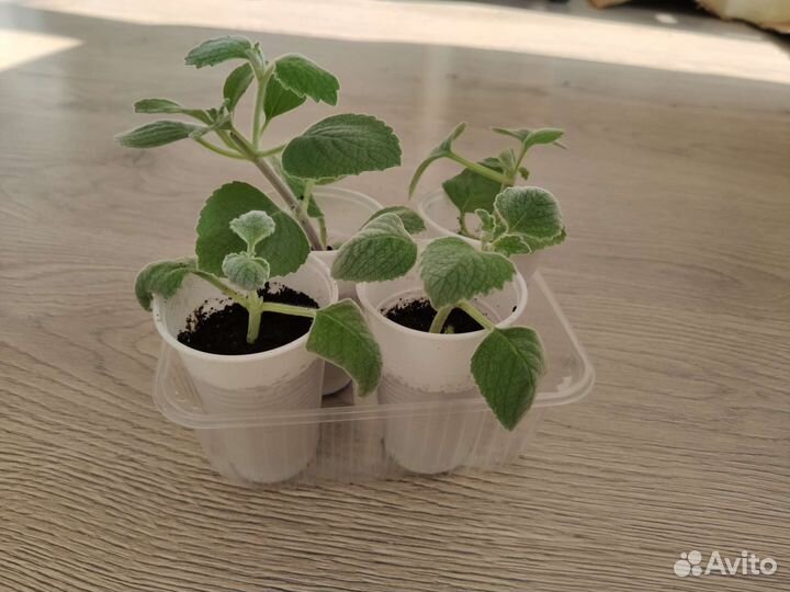 Плектрантус (комнатная мята)