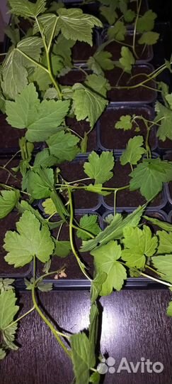 Продам саженцы смородины