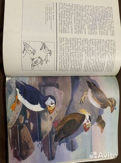 Книга энциклопедия Жизнь животных Птицы том 5