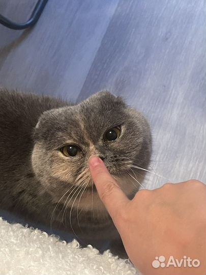 Лежанка для кошки новая