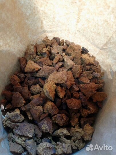 Чага (березовый гриб)