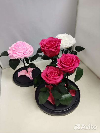 Подарок на новый год / Цветы оптом