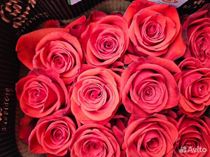 Цветы Эквадорские розы Оптом