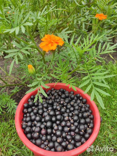 Ягоды черной смородины